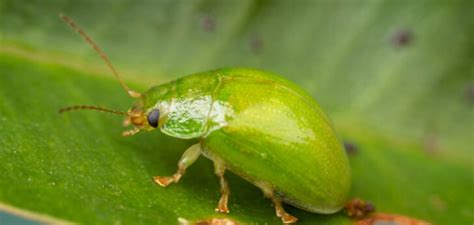 lilly pilly beetle spray|How to Get Rid of Lilly Pilly Beetles Naturally